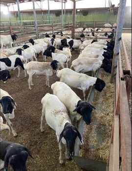 live sheep somali Grade 1 - prrr - Somalia
