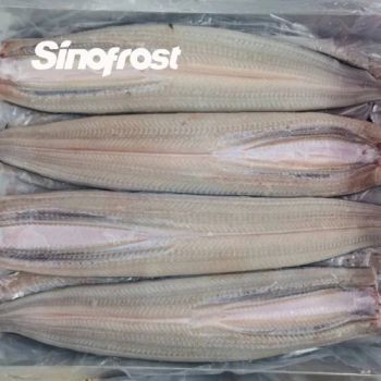 Japanese Food Ingredients Supplier Ivp or Bulk Packed Frozen Eel Gutted Fillets Variety Anguilla Japonica/Anguilla Rostrata - XIAMEN SINOFROST CO., LTD. - China