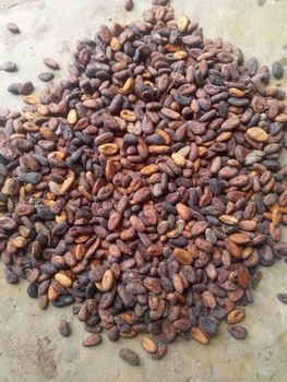 i need a buyer for cocoa beans - J.IFY'S Farm - Nigeria