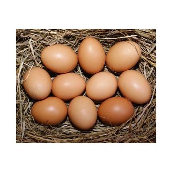 Brown chicken eggs farm fresh collection high quality daily nutrition wholesale supply - Koto Global Trade SPRL - Belgium