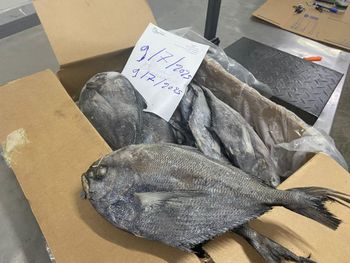 Atlantic Pomfret Quality 1 Size 800 - asmakfish - Mauritania