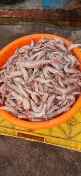Frozen Shrimps Texture Fresh Color Tiger Shrimp Color Types Included Shrimp, Tuna, King Fish - Bora w.l.l - Bahrain