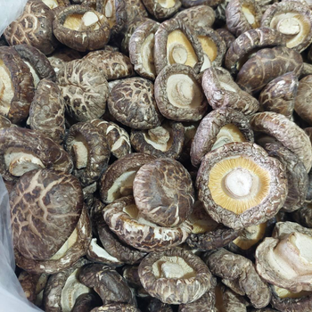 Dried Shiitake Mushroom Wholesale cheap dried shiitake mushroom shiitake mushroom From Vietnam HOANG LINH SG Kimy +84938616690 - HOANG LINH SG MANUFACTURING COMPANY LIMITED - Vietnam