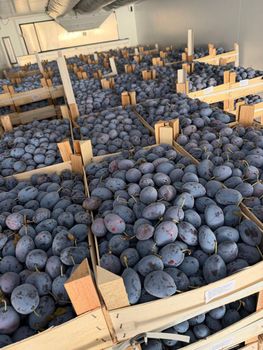 Fresh Stanley Plums Texture Tender Variety Stanley Color Deep Purple Shelf Life Reliable Storage Type Refrigerated Packaging 9 kg wooden boxes - Midon Grup SRL - Moldova, Republic of
