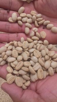 coffee arabica – product photo, Unwashed Arabica Coffee products found from trusted suppliers, wholesalers, manufacturers & exporters Listing