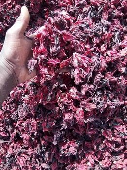 Hibiscus - Medilight global investment limited - Nigeria