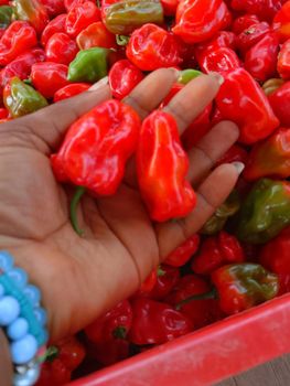 Fresh Habanero pepper (Red, yellow and green)and Bell Pepper (red, yellow and green) - O7 Agro trades enterprises - Nigeria