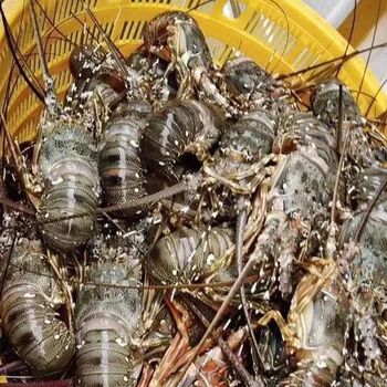 Frozen Crayfish Whole Cleaned Seafood Product Prepared For Bulk Export Supply And International Buyer Demand - TOSOH INTERNATIONAL - South Africa