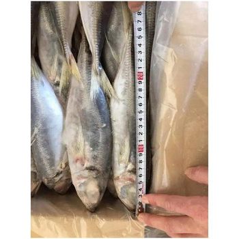 Frozen Salmon Fish/Best quality Frozen Salmon Fish. - TREVEX INTER CO.,LTD - Thailand