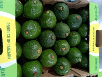 Hass avocado - BEMO GLOBAL - Kenya