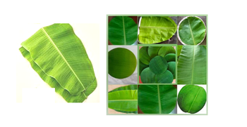 banana leaf - S K Trading Company - India