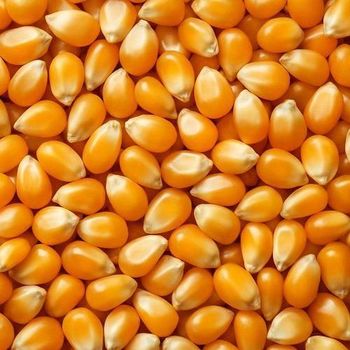 Corn kernels - BF GLOBAL TRADING (PTY) LTD - South Africa