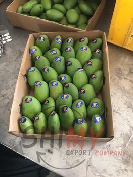 Fresh Mango - SHIMY TRADING - Egypt