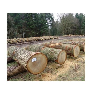Direct Supplier Of Oak Timber LOGS | Oak Wood Round Logs At Wholesale Price from Exigentelaxia Unipessoal Lda Direct Supplier Of Oak Timber LOGS | Oak Wood Round Logs At Wholesale Price - Exigentelaxia Unipessoal Lda - Portugal