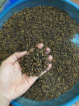 Clove lalpari from Saujana Kerta Global Clove lalpari - Saujana Kerta Global - Indonesia