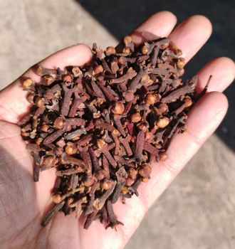 cloves from bintang pratama cloves - bintang pratama - Indonesia