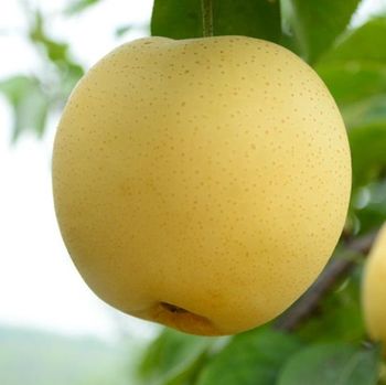 New crop Chinese fruit Sweet Juicy Crisp fresh pear for sale Type Pear Style Fresh Grade A Grade Weight (kg) 0.3 Ingredients - Guorun Food (shandong) Co., Ltd - China
