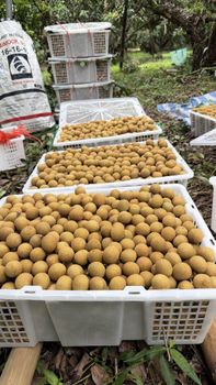Longan - Gold Northern Fruit 88 Co., Ltd. - Thailand