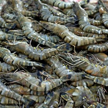 Frozen Fresh Shrimps Offering 98% Natural Seafood Content With Fresh Flavor And Trusted Quality Assurance - TOSOH INTERNATIONAL - South Africa