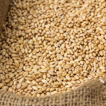 Natural Feed Wheat Large Quantity Supply For Agricultural And Feed Businesses - MASI TRADING GMBH - Germany