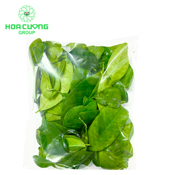 Frozen Fresh Lemon Leaves Place of Origin Viet - HOA CUONG AGRICULTURAL JSC  - Vietnam