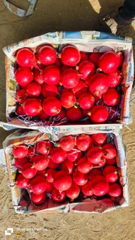 Pomegranate Quality Verification Lab Testing - Greenfield Agriclinic and Agribusiness centre  - India