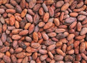 Premium Cocoa Beans – West & Central African Origin from Les Artisan du Monde Premium Cocoa Beans – West & Central African Origin - Les Artisan du Monde - Canada
