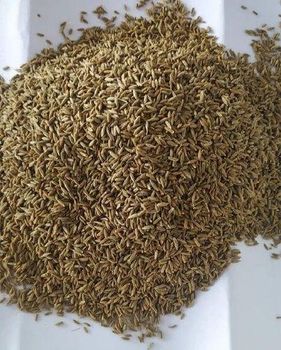 Buy high-quality cumin seeds (Cuminum cyminum) at wholesale prices. Export-grade, 99% purity, machine-cleaned, and sortex available. Ideal for spice blends, curries, bakery, and medicinal use. Bulk supply with worldwide shipping. - THE GREEN INTERNATIONAL LIMITED - Tanzania