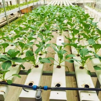 6 Months-1 Year Customized Xinhe Garden Irrigation Nft Growing System - Shandong Sinok Agriculture Technology Co., Ltd. - China