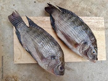 Tilapia Whole Fish Shape AA Max. Moisture (%) 10% Packaging Cartons of 10Kgs - FERN FISH KENYA LIMITED - Kenya