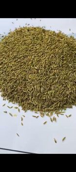 Cumin Seeds Freshness Level Dried - Elmotmiz Herbs - Egypt