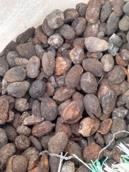 Shea Nut – product photo, Dried Green Beans products found from trusted suppliers, wholesalers, manufacturers & exporters Listing