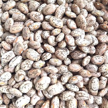 Pinto Beans Nutrient Dense Whole Beans Rich In Protein And Fiber For Food Industry - THE GREEN INTERNATIONAL LIMITED - Tanzania