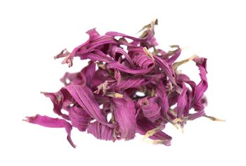 Dried Echinacea - Evergain - Egypt