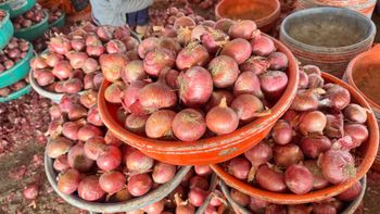 Indian Onion Size 55MM++ 20kg Red Mesh Bag Total US$ 16820 CIF SOHAR. - AL SHAIKH TRADING CO - India