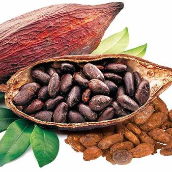 A Grade Green 50KG Bag 100% Natural High Cacao 12 - 24 Months 4 Cm Brown 50 Kg Dry Place Cocao Bean Bitter Characteristic Cocoa - TOP CARGO COMPANY LIMITED - Vietnam