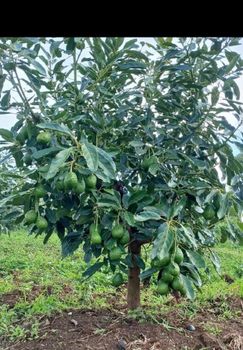 Hass ovocodoes Organic Yes Degree Of Maturity Unripe Degree of Processing Frozen - Davine fort services - Uganda