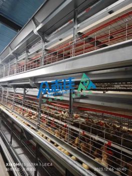 Good Price Automatic Livestock Poultry Laying Hens Cage for Sale - Qingdao Zhongzhijia Husbandry Machinery Co., Ltd. - China