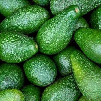 Avocado  Avocado is a high-quality, nutrient-rich fruit plant that produces delicious and creamy avocados. With its supe - Balingi Trading Company (PTY) Ltd - South Africa