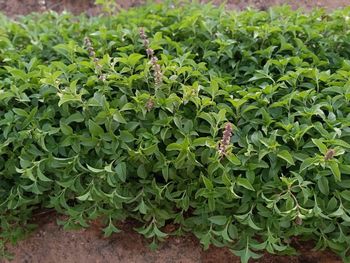 Basil - From Natural Herbs - Egypt