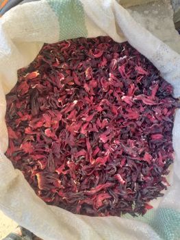 Hibiscus - TrippleT&A - United States