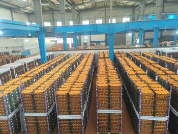 the strawberry Grade 1 Organic Yes Packaging 15 Origin Germany, Italy, Netherlands, Other, Spain Varieties Florida, Fortuna, Winter Down, Festival - Morgan Trading, Mining and Export Company - Egypt