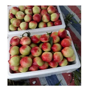 High Quality Big Green Safety Fresh Stone Fruit Peaches Nectarines - Guanxian Good Goods Commerce Co.,Ltd. - China