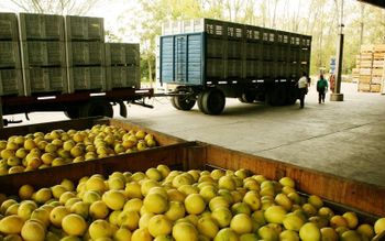 Quality Fresh Eureka Lemons Loading Port Durban Package Weight 15kg Carton Alternative Package Weight 18kg Carton Storage Temperature 2-5 Degree At Cold - GOLDEN STAR BV - South Africa