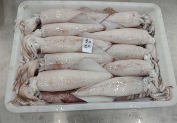 Squid Loligo (Block) - PT. Agung Persada Tunggal - Indonesia