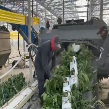 Hsd Polypropylene PP Woven Agricultural Conveyor Tarp Roll for Collecting and Transporting Vegetable Leaves and Crop Residue in Greenhouses Tarp - Jiaxing Hongshida Technology Co., Ltd. - China
