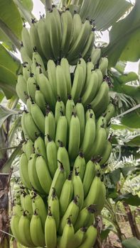 G9 Cavendish Banana from Oceanic Voyage Pvt Ltd G9 Cavendish Banana - Oceanic Voyage Pvt Ltd - India