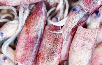 Frozen Whole IQF Squid (Loligo duvaucelii) - INDIAN SHRIMPERS - India