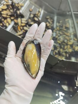 Frozen Mussel Meat High Protein Seafood Ingredient For Importers Offering Clean Harvest Selection And Reliable Cold Storage - TOSOH INTERNATIONAL - South Africa