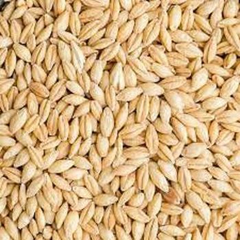 Grains Wheat Corn Oilseeds Barley Sorghum - ROM BAU GMBH - Germany